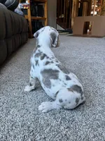Daisy , a female Great Dane for sale in Elmira, NY – 7 of 9