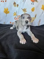 Astrid , a female Great Dane for sale in Elmira, NY – 6 of 9