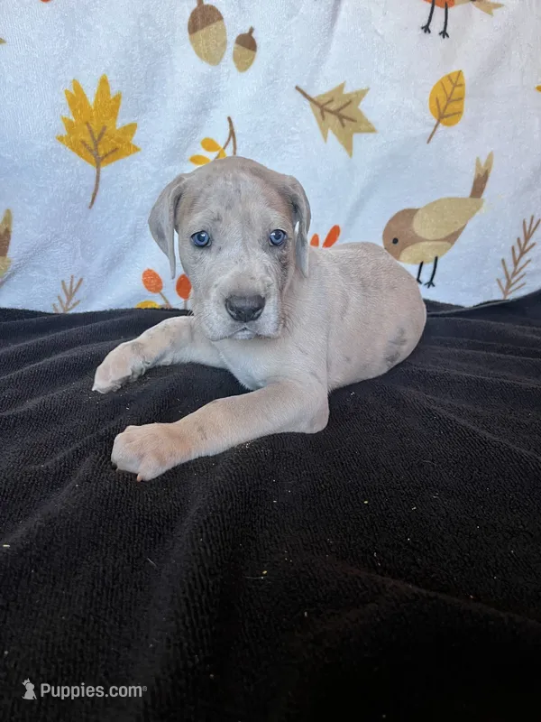Vincent  – Great Dane puppy for sale in Elmira, NY