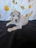 Vincent , a male Great Dane for sale in Elmira, NY – 1 of 8