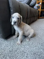 Vincent , a male Great Dane for sale in Elmira, NY – 2 of 8