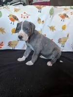 Ingrid , a female Great Dane for sale in Elmira, NY – 3 of 7