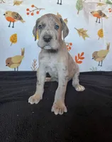 Vergil , a male Great Dane for sale in Elmira, NY – 2 of 10