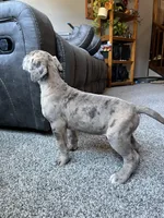 Vergil , a male Great Dane for sale in Elmira, NY – 5 of 10