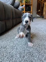 Ingrid , a female Great Dane for sale in Elmira, NY – 6 of 7