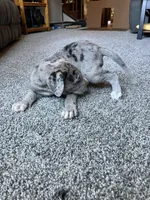 Astrid , a female Great Dane for sale in Elmira, NY – 7 of 9