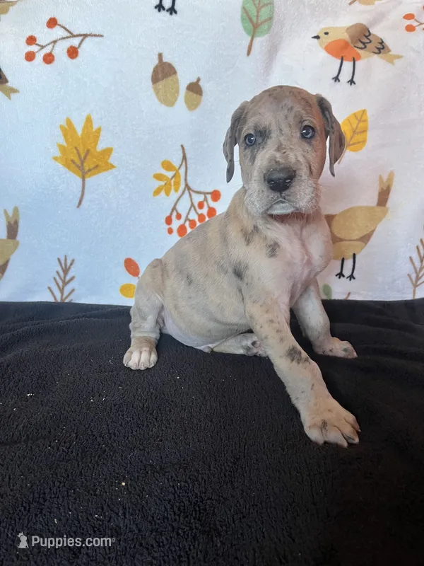 Vergil  – Great Dane puppy for sale in Elmira, NY