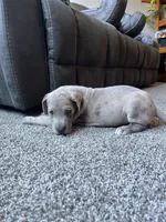 Vincent , a male Great Dane for sale in Elmira, NY – 4 of 8