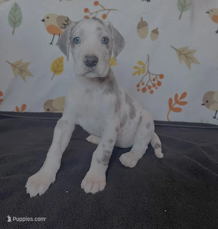 Daisy  – Great Dane puppy for sale in Elmira, NY