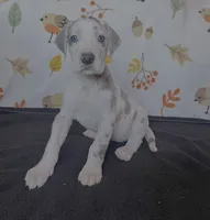 Daisy , a female Great Dane for sale in Elmira, NY – 1 of 9