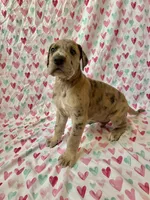 Vergil , a male Great Dane for sale in Elmira, NY – 10 of 10