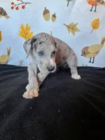 Astrid , a female Great Dane for sale in Elmira, NY – 3 of 9