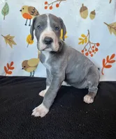 Ingrid , a female Great Dane for sale in Elmira, NY – 1 of 7