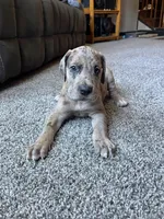 Vergil , a male Great Dane for sale in Elmira, NY – 3 of 10