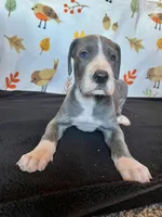 Ingrid , a female Great Dane for sale in Elmira, NY – 2 of 7