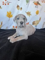 Vincent , a male Great Dane for sale in Elmira, NY – 5 of 8