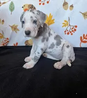 Daisy , a female Great Dane for sale in Elmira, NY – 3 of 9