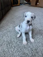 Daisy , a female Great Dane for sale in Elmira, NY – 2 of 9