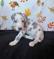 Daisy , a female Great Dane for sale in Elmira, NY – 8 of 9