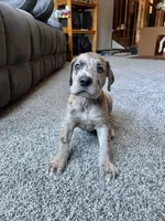 Vergil , a male Great Dane for sale in Elmira, NY – 7 of 10