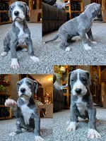 Ingrid , a female Great Dane for sale in Elmira, NY – 7 of 7