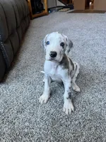 Daisy , a female Great Dane for sale in Elmira, NY – 6 of 9