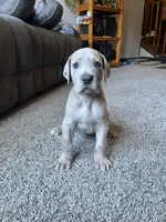 Vincent , a male Great Dane for sale in Elmira, NY – 6 of 8