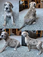 Vergil , a male Great Dane for sale in Elmira, NY – 6 of 10