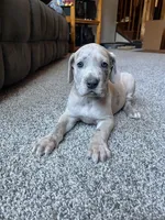 Vincent , a male Great Dane for sale in Elmira, NY – 7 of 8