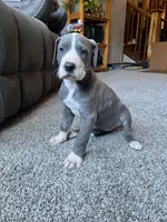 Ingrid , a female Great Dane for sale in Elmira, NY – 5 of 7