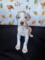 Daisy , a female Great Dane for sale in Elmira, NY – 5 of 9