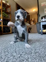 Ingrid , a female Great Dane for sale in Elmira, NY – 4 of 7