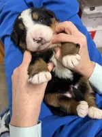 Sara, a female Bernese Mountain Dog for sale in Scottsboro, AL – Photo 2 of 4