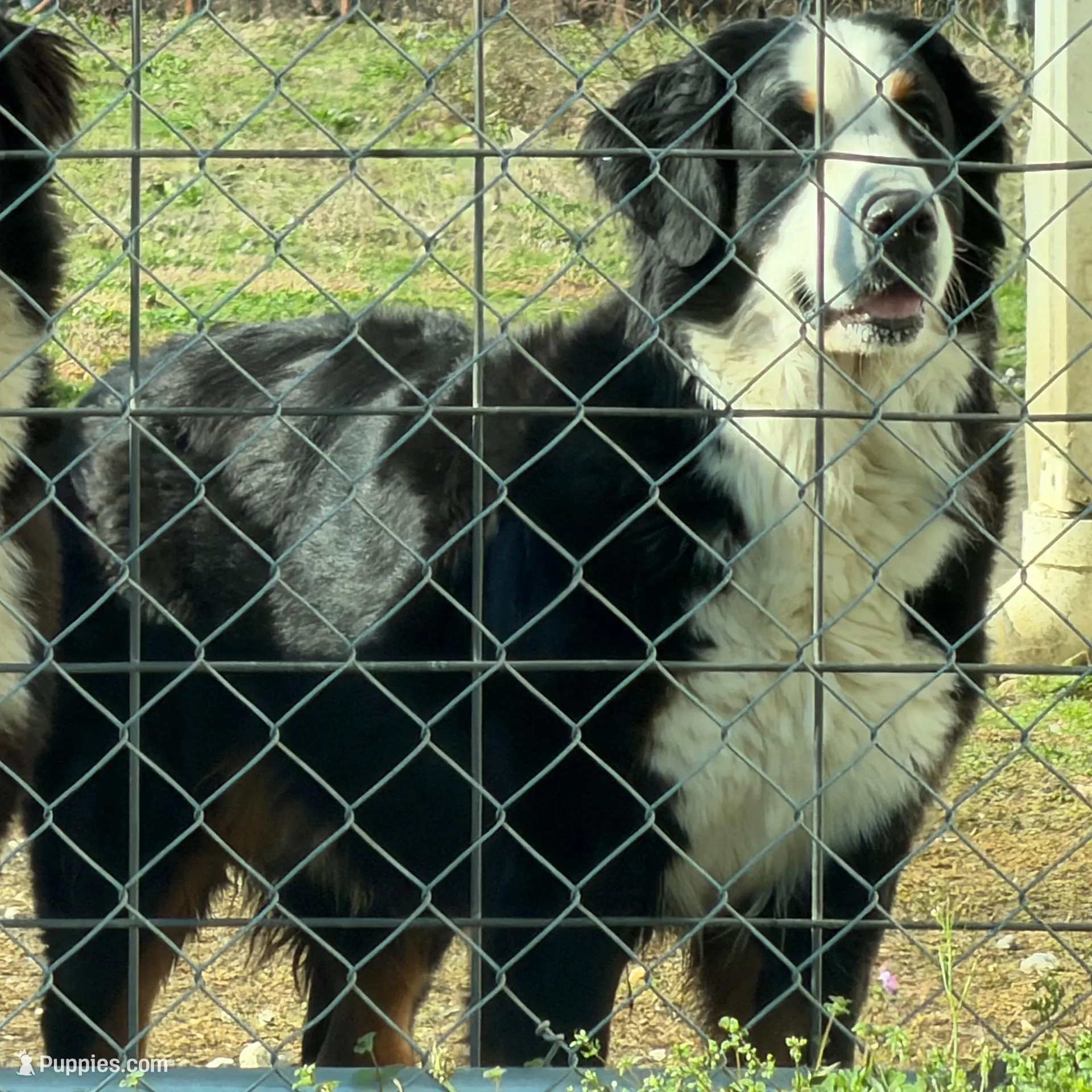 Sara, a female Bernese Mountain Dog for sale in Scottsboro, AL – Photo 4 of 4