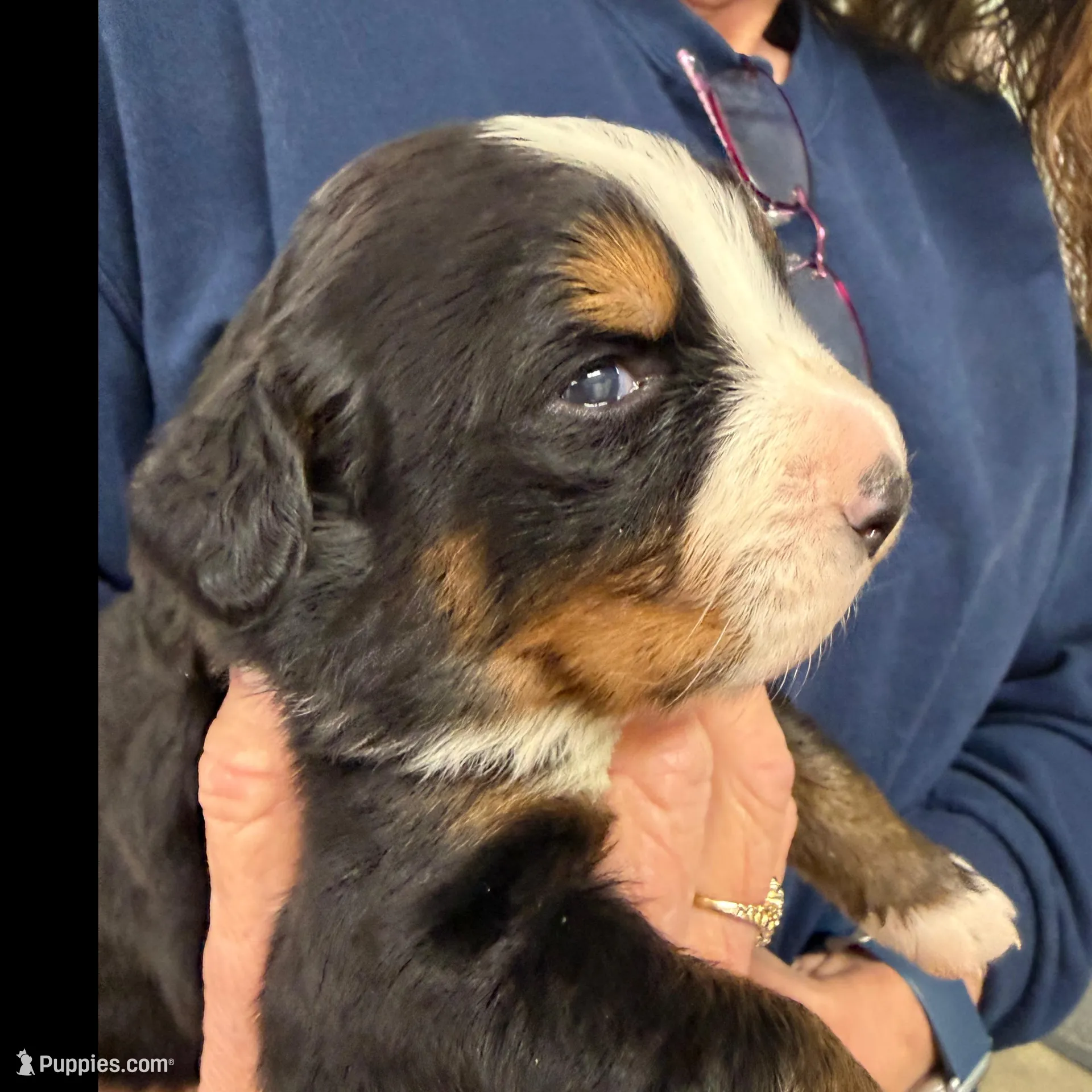 Sara – Bernese Mountain Dog puppy for sale in Scottsboro, AL
