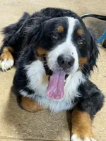 Sara, a female Bernese Mountain Dog for sale in Scottsboro, AL – Photo 3 of 4