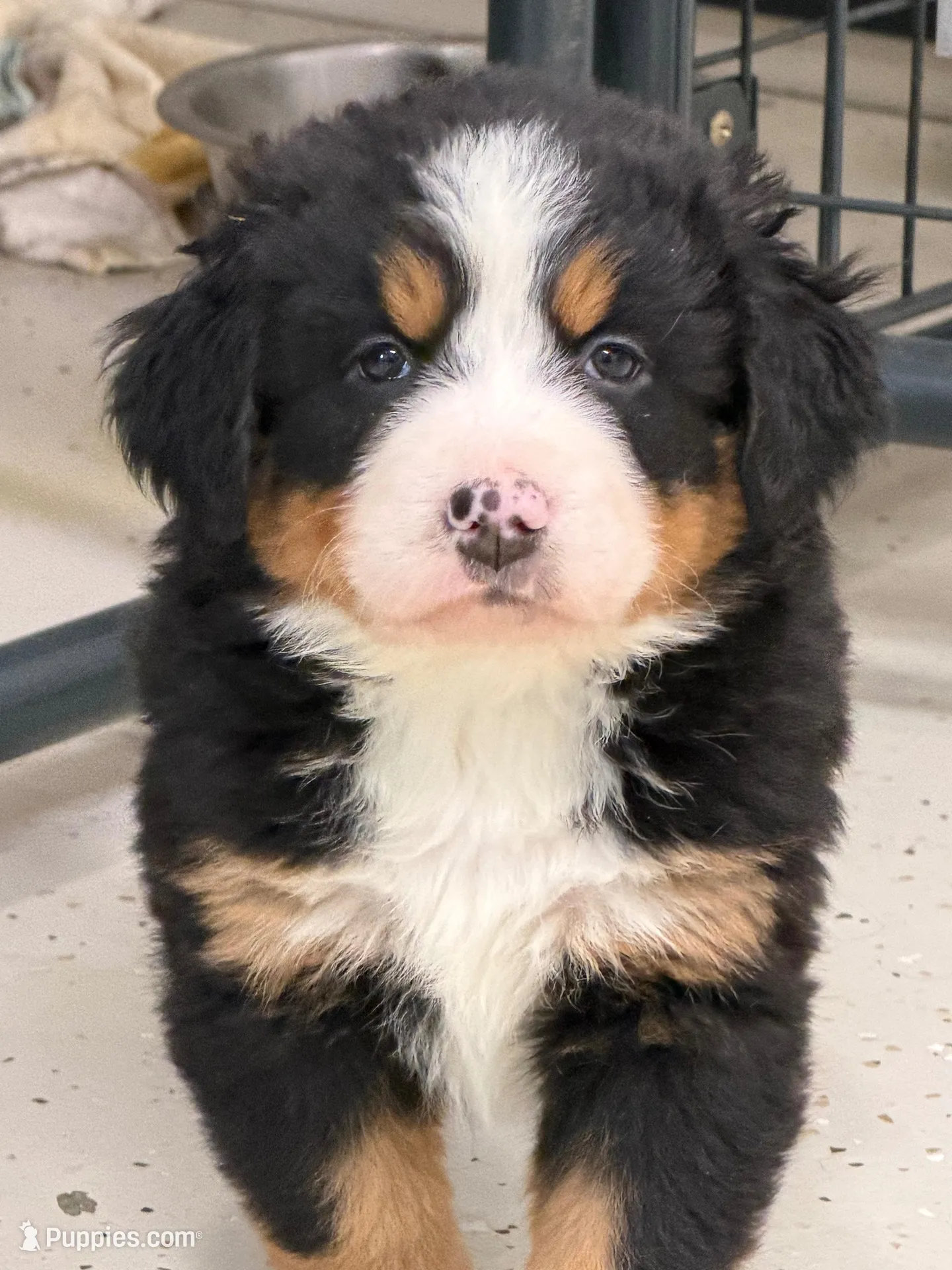 Sara – Bernese Mountain Dog puppy for sale in Scottsboro, AL