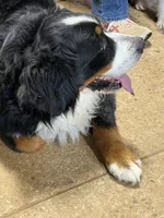 Tearah, a female Bernese Mountain Dog for sale in Scottsboro, AL – Photo 4 of 4