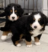 Tearah, a female Bernese Mountain Dog for sale in Scottsboro, AL – Photo 4 of 8