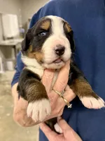 Tearah, a female Bernese Mountain Dog for sale in Scottsboro, AL – Photo 2 of 4