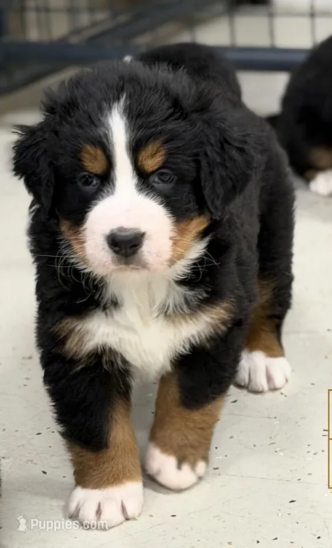 Tearah – Bernese Mountain Dog puppy for sale in Scottsboro, AL