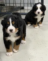 Tearah, a female Bernese Mountain Dog for sale in Scottsboro, AL – Photo 3 of 8