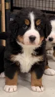 Tearah, a female Bernese Mountain Dog for sale in Scottsboro, AL – Photo 2 of 8
