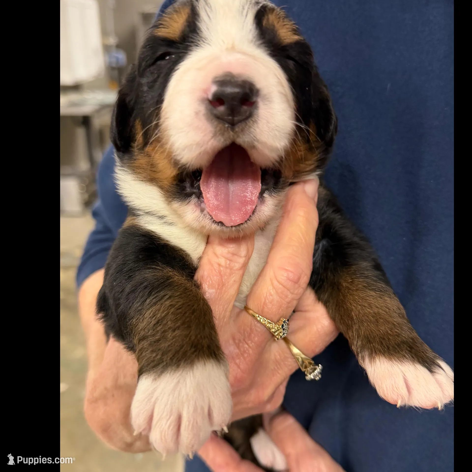 Tearah, a female Bernese Mountain Dog for sale in Scottsboro, AL – Photo 1 of 4