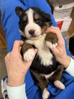 Tearah, a female Bernese Mountain Dog for sale in Scottsboro, AL – Photo 5 of 8