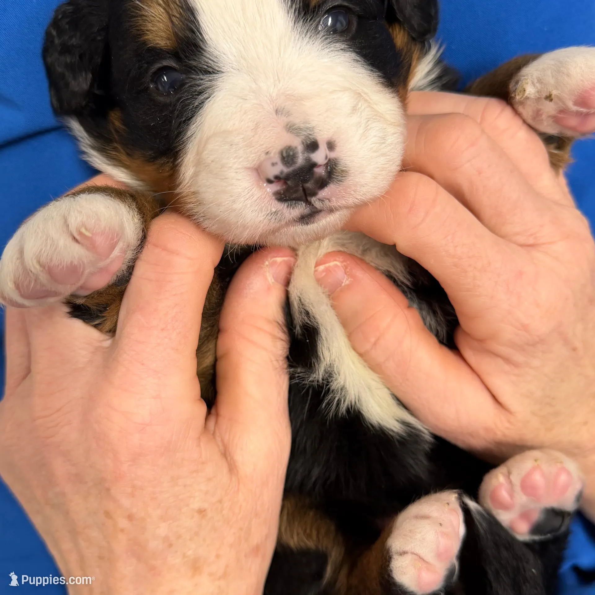 Winifred, a female Bernese Mountain Dog for sale in Scottsboro, AL – Photo 2 of 6