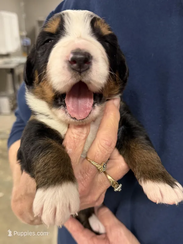 Winifred – Bernese Mountain Dog puppy for sale in Scottsboro, AL