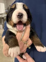 Winifred, a female Bernese Mountain Dog for sale in Scottsboro, AL – Photo 1 of 6