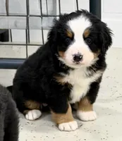 Winifred, a female Bernese Mountain Dog for sale in Scottsboro, AL – Photo 4 of 6