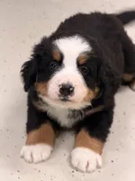 Winifred, a female Bernese Mountain Dog for sale in Scottsboro, AL – Photo 5 of 6